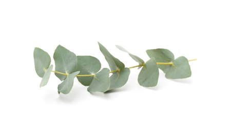 Bunch of green grass isolated on a white background.の写真素材