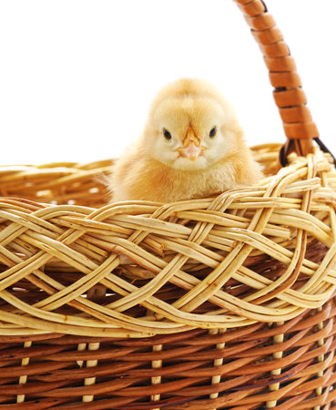 Yellow little chicken in the basket isolated on a white background.
