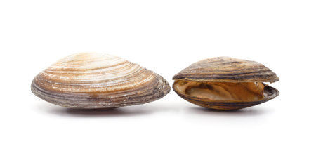 Two large shells isolated on a white background.