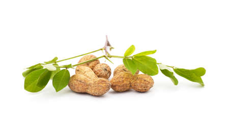 Ripe brown peanuts with leaves isolated on a white background.