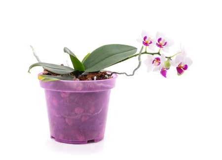 Orchid beautiful in the pot isolated on a white background.の写真素材