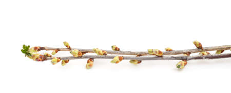 Twig with green buds isolated on a white background.