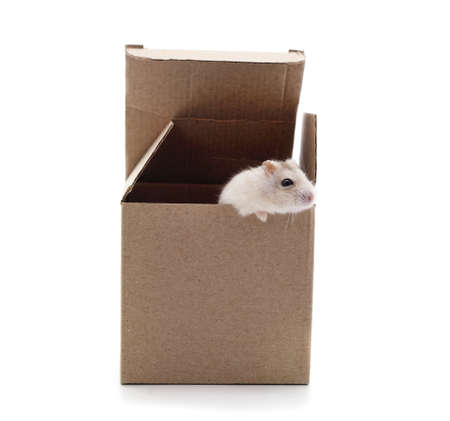 Hamster isolated on white background.の写真素材