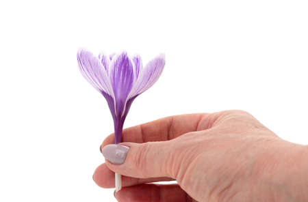Blue crocuses in hand isolated on white background.の写真素材