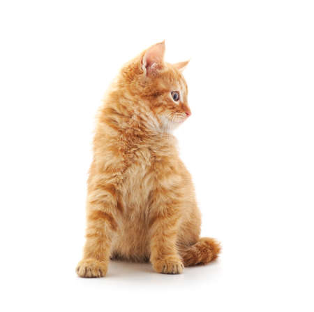 Little red kitten isolated on a white background.の写真素材