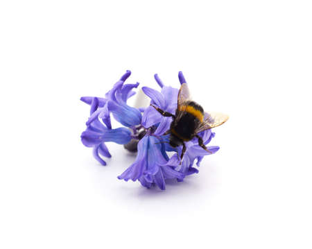 One beautiful bumblebee on the blue gatsina isolated on a white background.