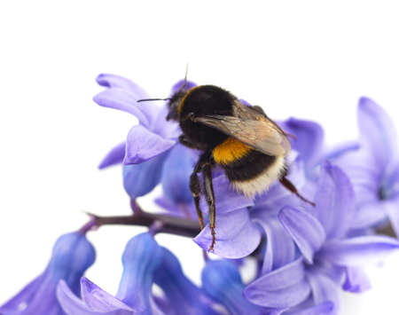 One beautiful bumblebee on the blue gatsina isolated on a white background.