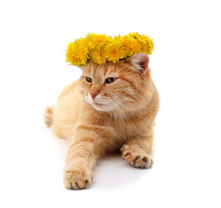 Red cat with a wreath of flowers on his head isolated on a white background.の写真素材
