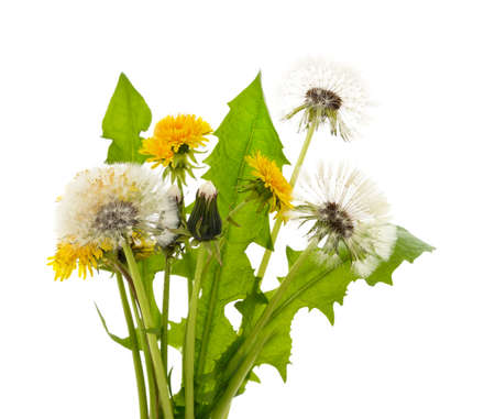 Bouquet of dandelion isolated on a white background.の写真素材
