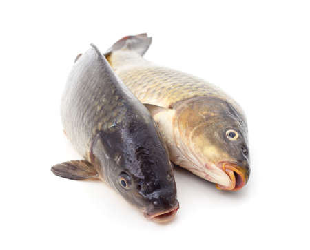 Two big carps isolated on a white background.の写真素材