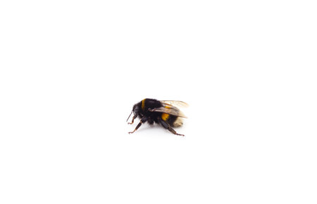 One beautiful bumblebee isolated on a white background.
