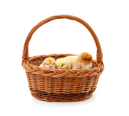 Yellow chicks in a basket isolated on a white background.の写真素材
