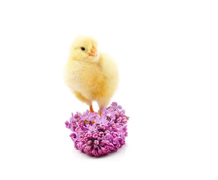 Small yellow chicken with flower isolated on a white background.の写真素材