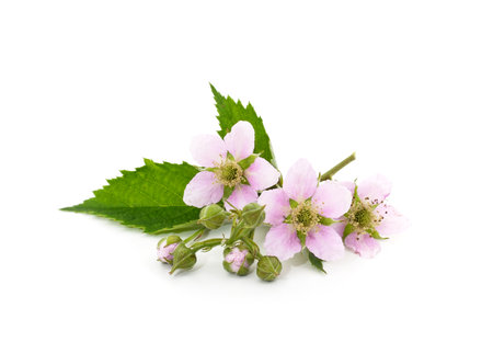 Beautiful blackberry flower isolated on white background.の写真素材
