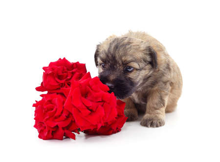 A small puppy with red roses isolated on a white background.の写真素材
