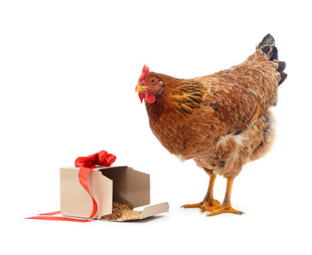 Brown chicken with grain isolated on a white background.の写真素材