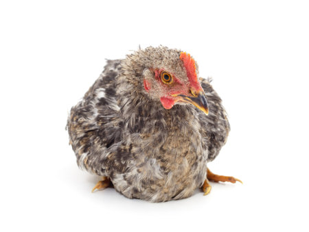 Small brown chicken isolated on a white background.の写真素材