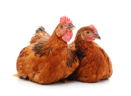 Two brown chickens isolated on a white background.の写真素材