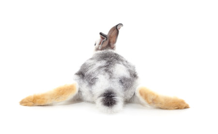 Rabbit lying on his back isolated on a white background.の写真素材
