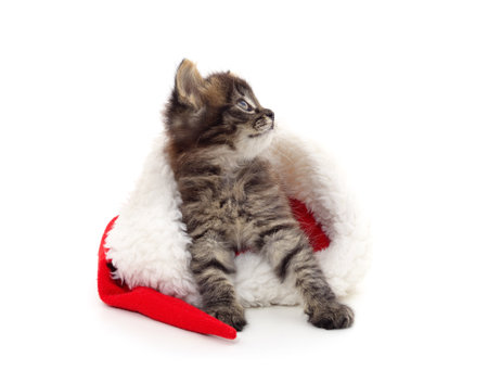 Cat in Christmas hat isolated on a white background.の写真素材