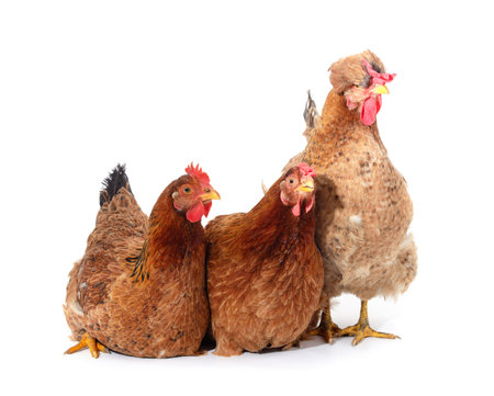 Three brown chickens isolated on a white background.の写真素材