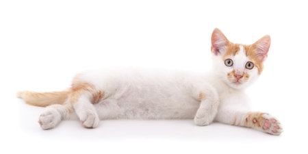 Spotted cat that lies isolated on white background.の写真素材