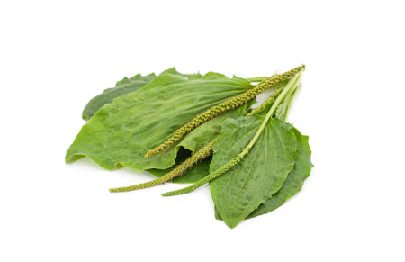 Green plantain leaves isolated on a white background.の写真素材