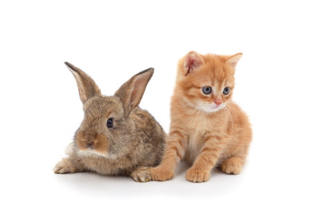 Kitten with a rabbit isolated on a white background.