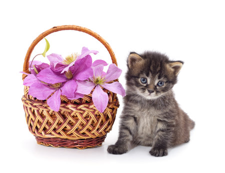Little red kitten in the basket isolated on a white background.の写真素材