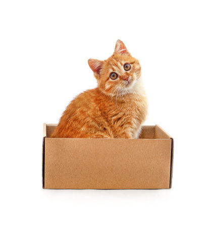 Kitten in a box isolated on a white background.の写真素材