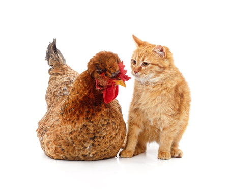 Kitten and chicken isolated on a white background.の写真素材