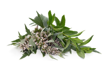 Beautiful weed with a flower isolated on a white background.の写真素材