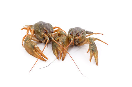 Two green crayfish isolated on a white background.の写真素材