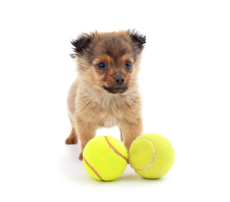 One brown little dog with yellow balls isolated on a white background.の写真素材