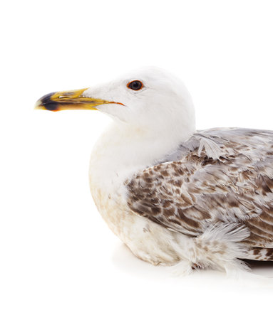 Gray seagull sitting and looking up isolated on a white background.の写真素材