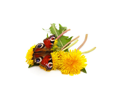 Bouquet of dandelion with a butterfly isolated on a white background.の写真素材