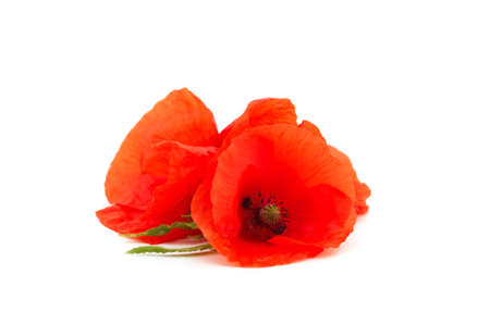 Two red poppies isolated on a white background.の写真素材