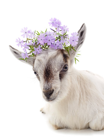 Little goat with flowers on head isolated on a white background.の写真素材
