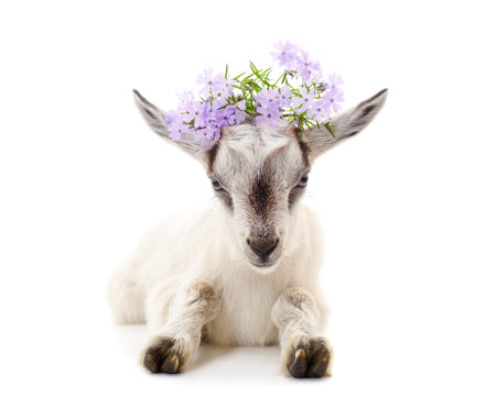 Little goat with flowers on head isolated on a white background.の写真素材