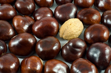 Background of brown chestnuts and a single walnutの写真素材