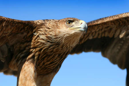 Flying eagle