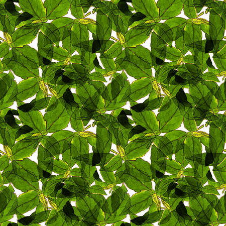 Basil Leafs Seamless Pattern. Vegan Repeatably Hand Drawn Background. Fresh Design for Vegeterian Menu, Fabric, Textile, Wallpaper, Wrapping. Watercolor Green Basil Leafs on White Backgroundの写真素材