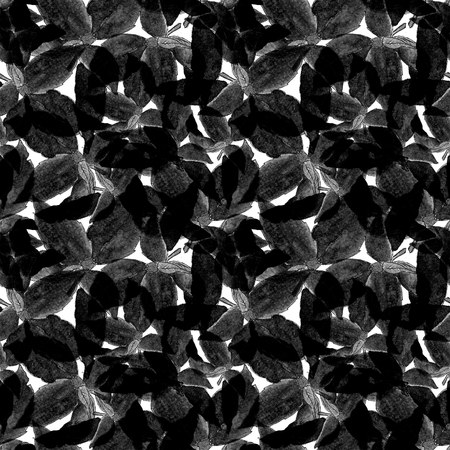 Basil Leafs Seamless Pattern. Vegan Repeatably Hand Drawn Background.の写真素材