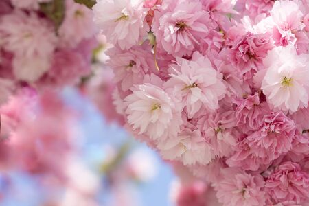 Bloom sakura or cherry tree, close up. Sunny day, blue sky. Close up, macro photo.の写真素材