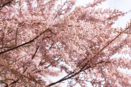Bloomed pink flowers on a tree branches. Spring sunny dayの写真素材