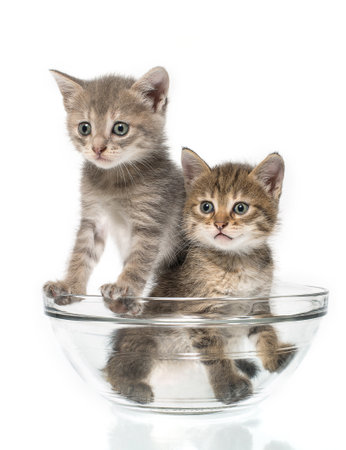 Couple of kittens in the glass dish, isolated on white backgroundの写真素材
