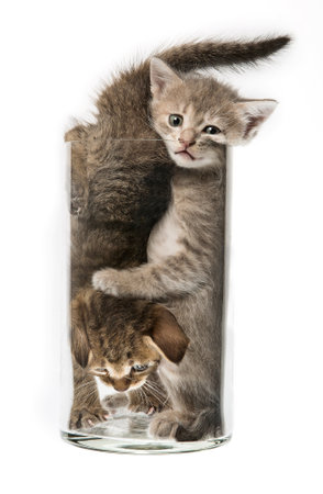 Kittens in a glass vase in position 69 on white backgroundの写真素材