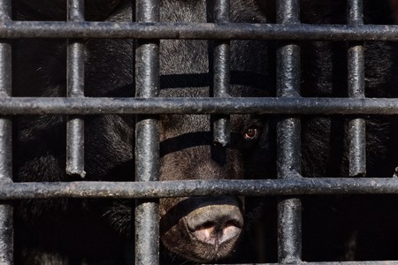 Black bear looking behind barsの写真素材