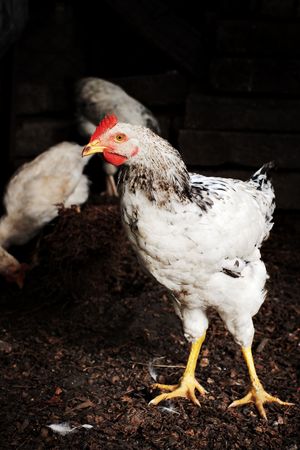 White chicken standing against dark background with selective focus  の写真素材