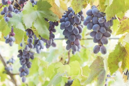 Bunch of ripe red grapes hanging on vine with green leaves and selective focusの写真素材